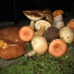 Дары природы