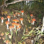 Осенний коллаж